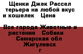 Щенки Джек Рассел терьера на любой вкус и кошелек › Цена ­ 13 000 - Все города Животные и растения » Собаки   . Самарская обл.,Жигулевск г.